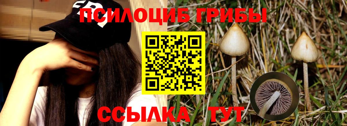 Камышлов  Псилоцибиновые грибы мицелий  Псилоцибиновые грибы Psilocybine cubensis  что такое   Вход с VPN 